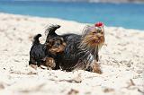 YORKSHIRE TERRIER 123